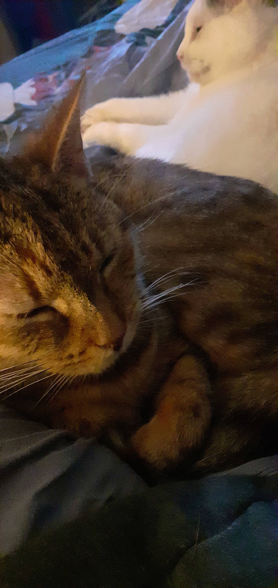 Tessa a rejoint le concours — aidez-le/la à gagner de superbes lots ! carnivore, cat, claw, comfort, domestic_short_haired_cat, ear, fawn, felidae, fur, nap, paw, sleep, small_to_medium_sized_cats, snout, tail, terrestrial_animal, whiskers, wildlife, window, wood