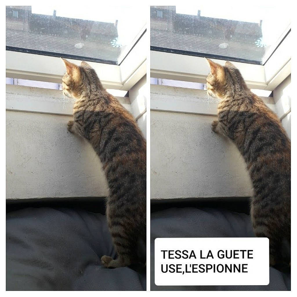 Tessa a rejoint le concours — aidez-le/la à gagner de superbes lots ! brown, carnivore, cat, domestic_short_haired_cat, felidae, fur, paw, rectangle, small_to_medium_sized_cats, tail, whiskers