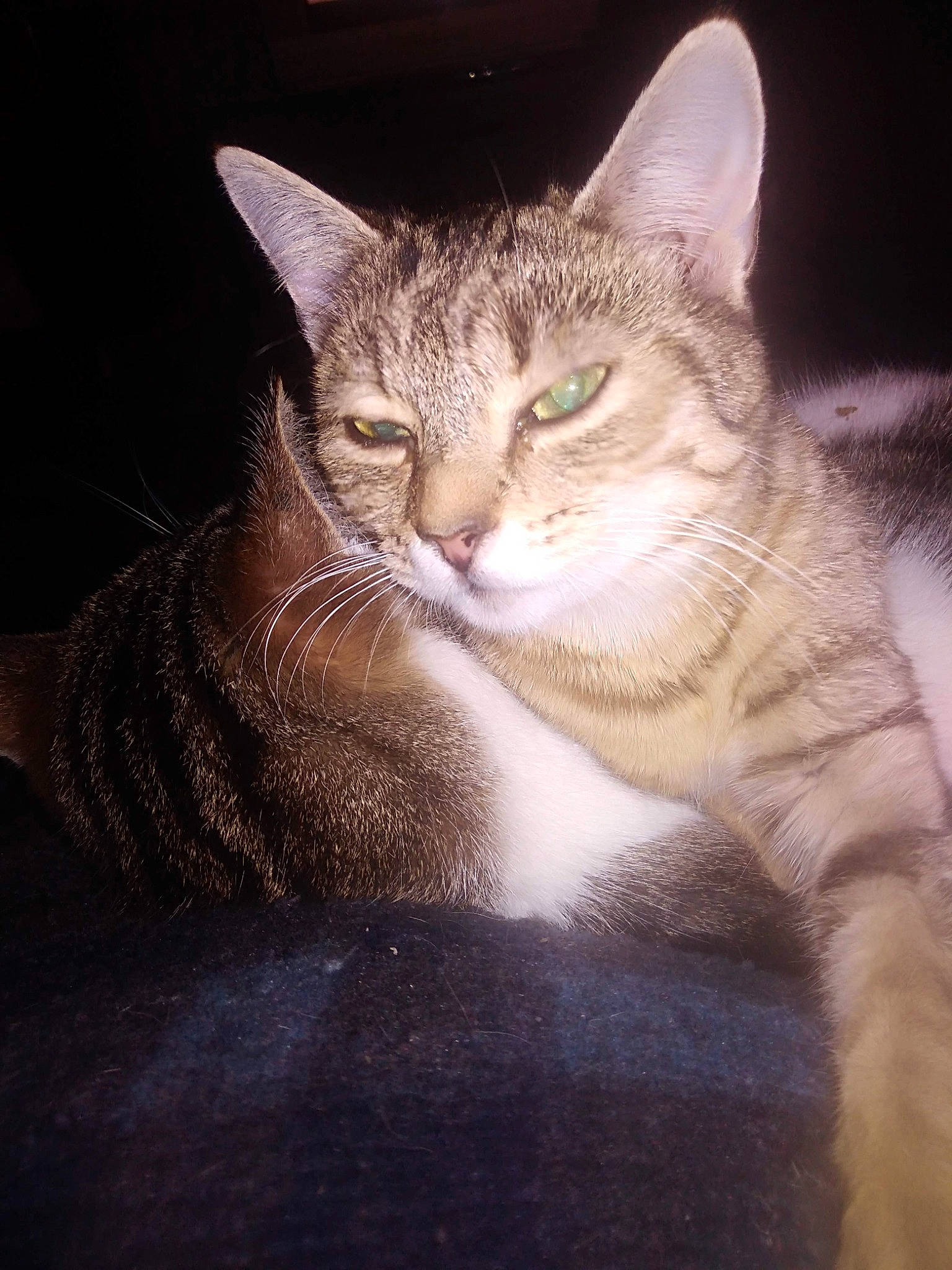 Tessa participe au concours pour gagner de l'argent avec cette photo : carnivore, cat, domestic_short_haired_cat, ear, eye, fawn, felidae, fur, head, human_body, paw, sitting, small_to_medium_sized_cats, snout, tail, terrestrial_animal, tree, whiskers, wildlife, window