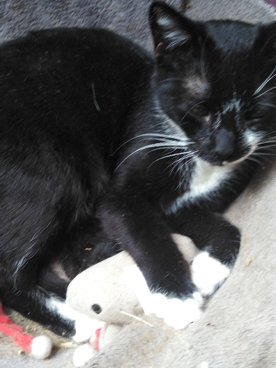 Saphyr a rejoint le concours — aidez-le/la à gagner de superbes lots ! black_cat, carmine, carnivore, cat, claw, comfort, domestic_short_haired_cat, felidae, foot, fur, grey, human_leg, monochrome_photography, paw, sand, small_to_medium_sized_cats, snout, tail, terrestrial_animal, whiskers