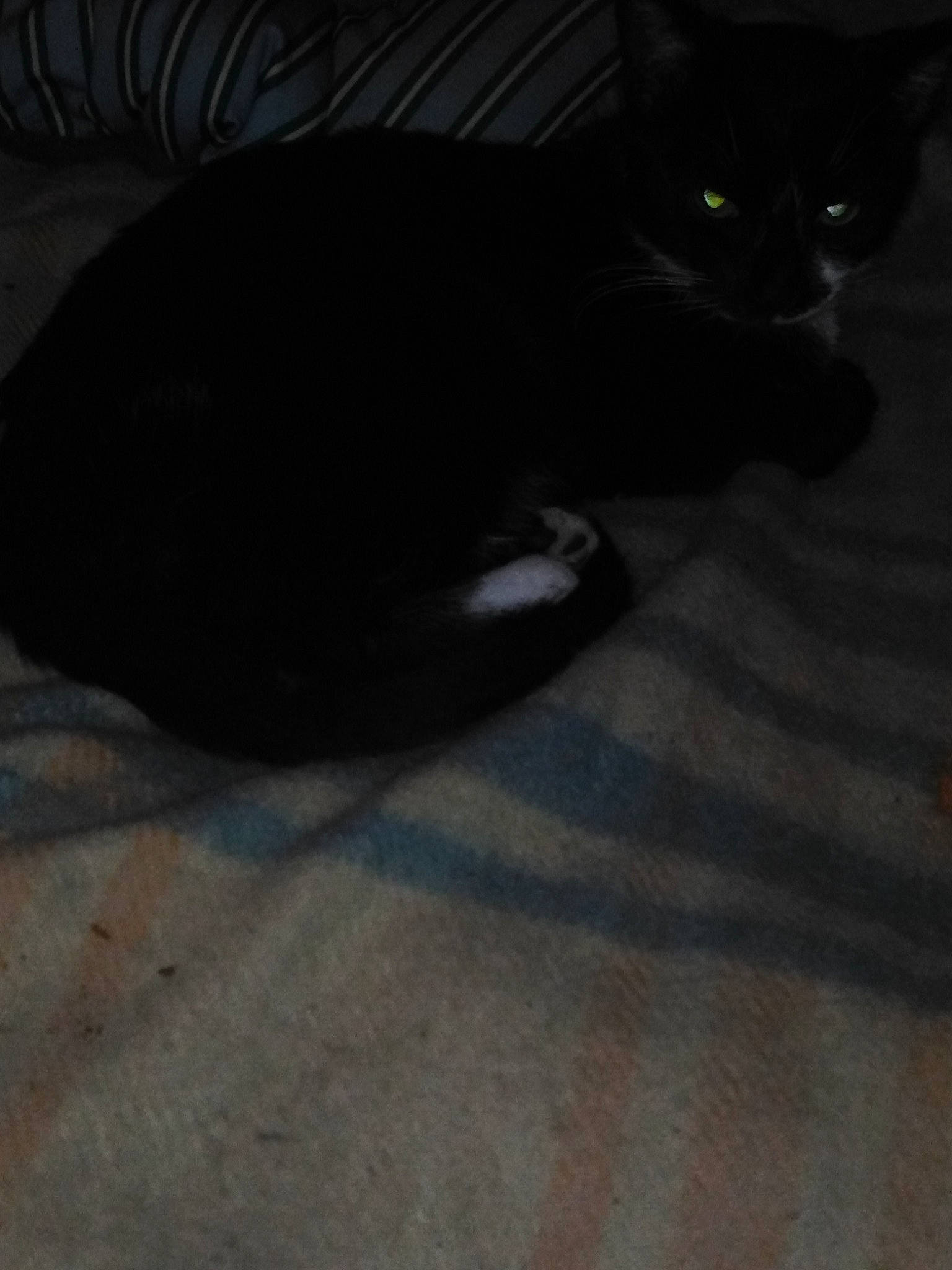 Saphyr a rejoint le concours — aidez-le/la à gagner de superbes lots ! black_cat, carnivore, cat, comfort, darkness, domestic_short_haired_cat, felidae, flooring, fur, grey, monochrome, monochrome_photography, paw, shadow, small_to_medium_sized_cats, snout, tail, terrestrial_animal, tints_and_shades, whiskers