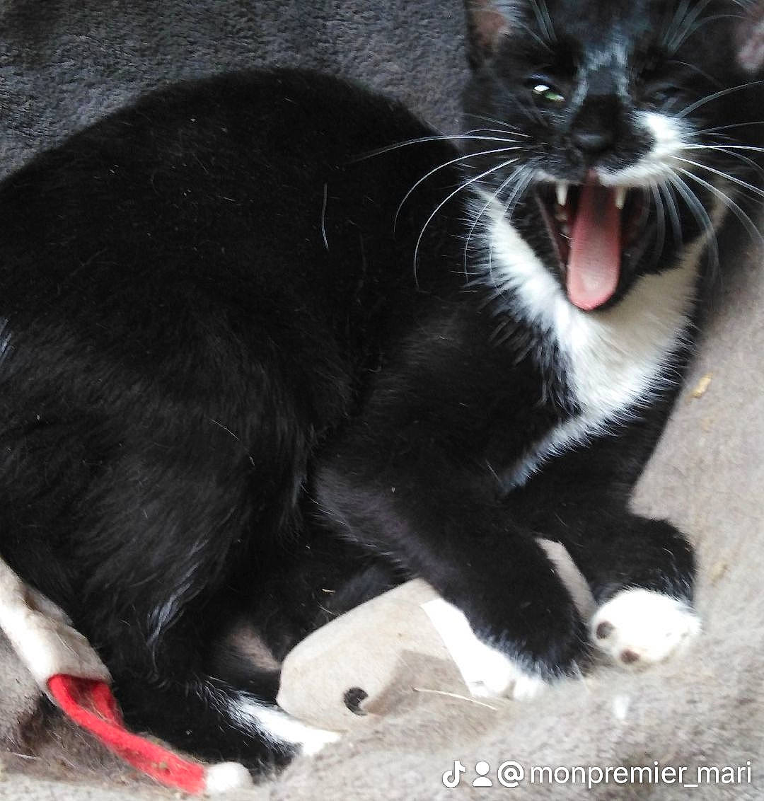 Saphyr participe au concours pour gagner de l'argent avec cette photo : black_cat, carnivore, cat, claw, comfort, dog_breed, domestic_short_haired_cat, felidae, foot, fur, liquid, organism, paw, roar, small_to_medium_sized_cats, snout, tail, terrestrial_animal, whiskers, yawn