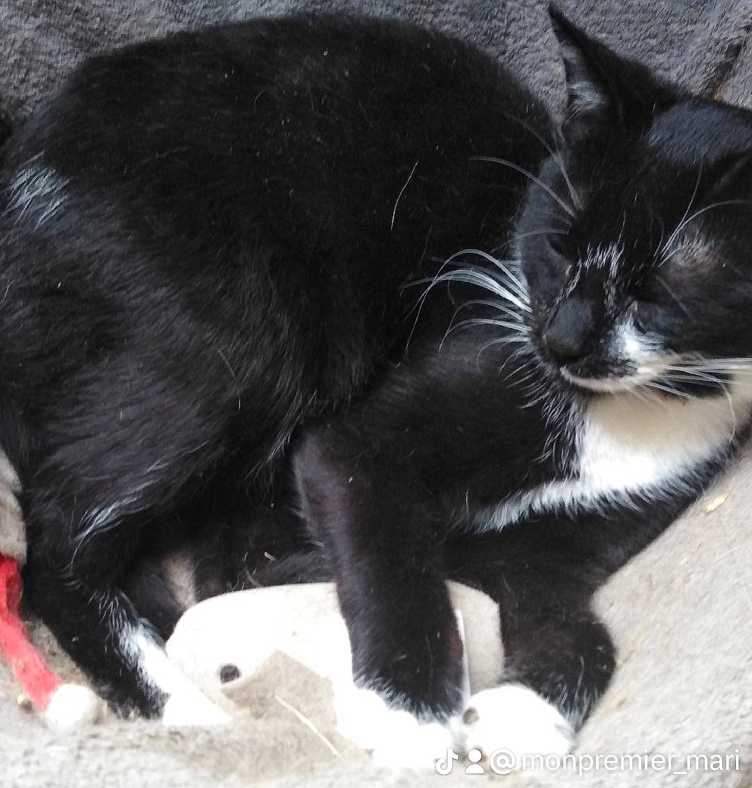 Saphyr a rejoint le concours — aidez-le/la à gagner de superbes lots ! black_cat, carnivore, cat, claw, comfort, domestic_short_haired_cat, felidae, foot, fur, grass, paw, small_to_medium_sized_cats, snout, tail, terrestrial_animal, whiskers