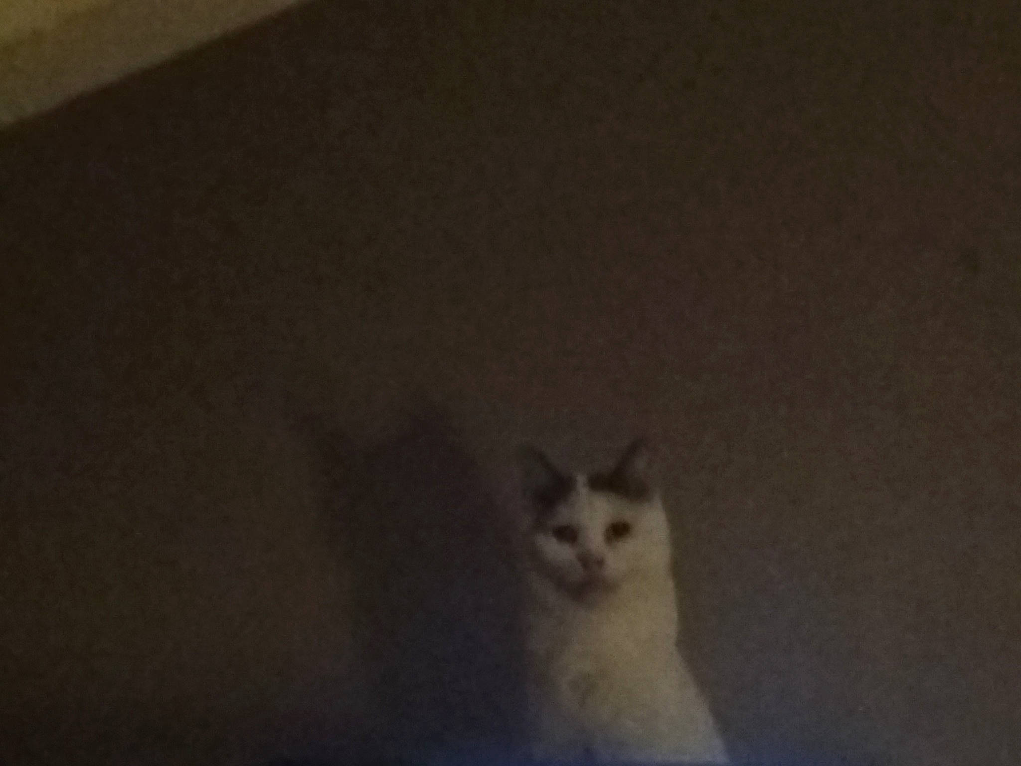 Prince a rejoint le concours — aidez-le/la à gagner de superbes lots ! carnivore, cat, darkness, domestic_short_haired_cat, felidae, fur, grey, hardwood, small_to_medium_sized_cats, snout, tail, tints_and_shades, whiskers, window, wood