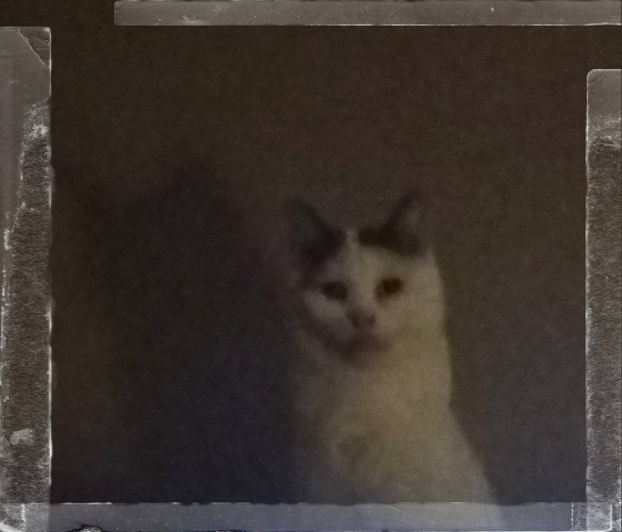 Prince a rejoint le concours — aidez-le/la à gagner de superbes lots ! art, carnivore, cat, domestic_short_haired_cat, door, fawn, felidae, fur, paper_product, paw, rectangle, room, small_to_medium_sized_cats, square, tail, visual_arts, whiskers, window, wood