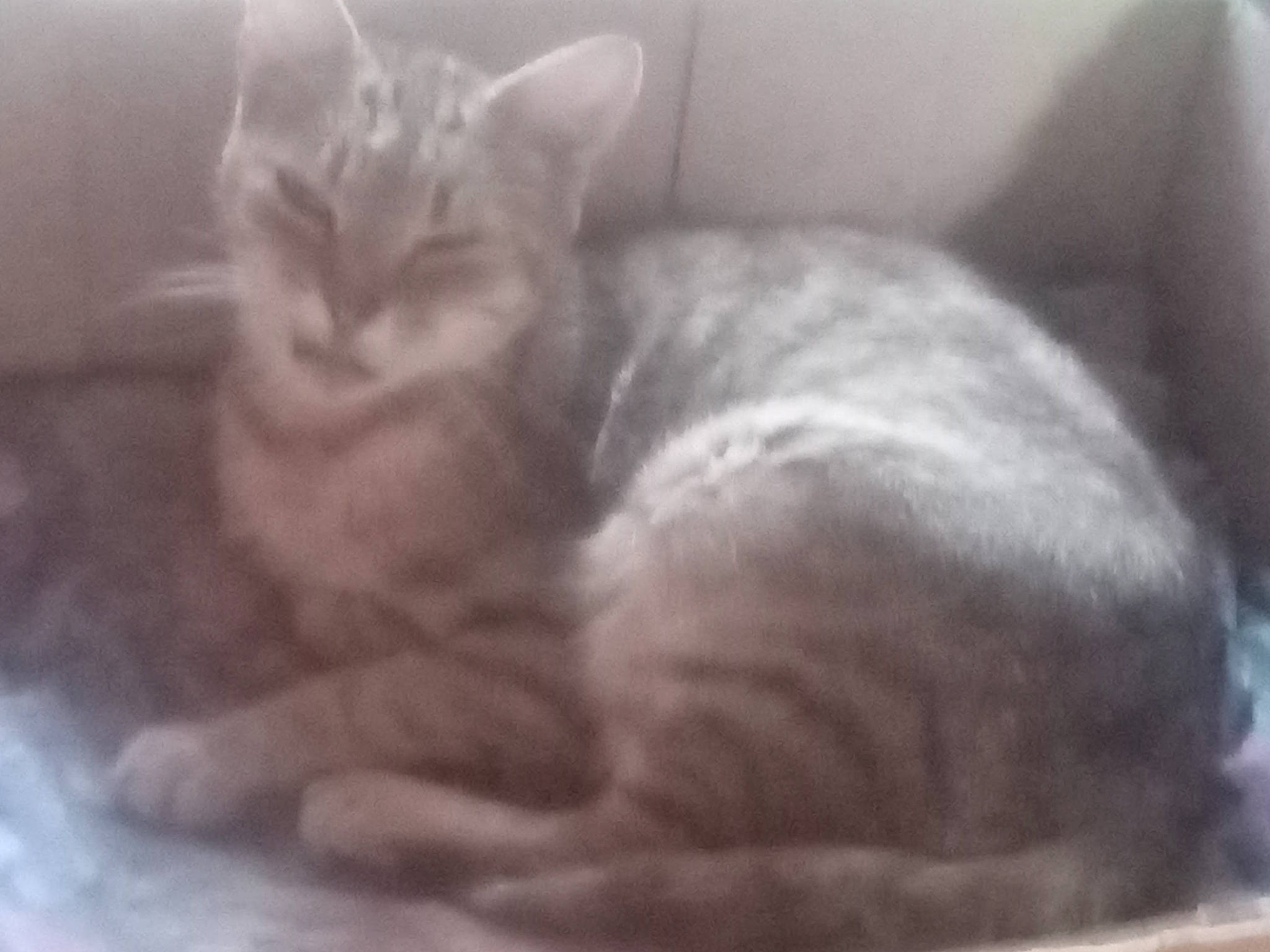 Perle a rejoint le concours — aidez-le/la à gagner de superbes lots ! carnivore, cat, cat_supply, comfort, domestic_short_haired_cat, felidae, fur, nap, paw, small_to_medium_sized_cats, snout, terrestrial_animal, whiskers