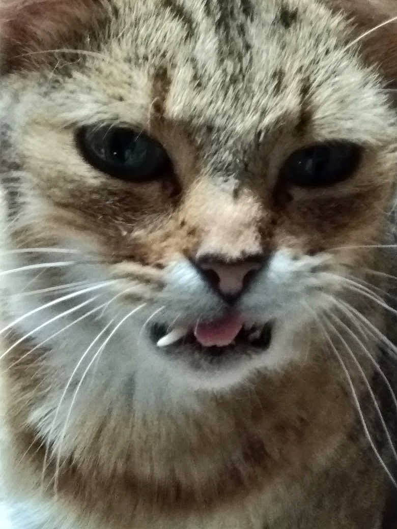 Perle participe au concours pour gagner de l'argent avec cette photo : carnivore, cat, close_up, domestic_short_haired_cat, fang, felidae, fur, iris, mammal, paw, photography, small_to_medium_sized_cats, snout, terrestrial_animal, whiskers, wildlife, window