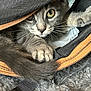 animal, bag, cat, close_up, cozy, curious, cute, eyes, feline, fur, gray_cat, indoor, kitten, paw, pet, playful, soft_texture, whiskers, young_cat, zipper