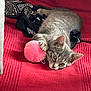 animal, black_and_white_fabric, cat, closeup, cozy, cute, domestic_cat, fur, gray_tabby, indoor, kitten, lying_down, paw, pet, pink_toy, playful, pom_pom, red_blanket, resting, soft_texture