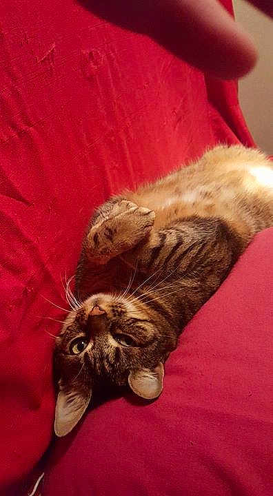 Croquette