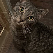 Yviquel a rejoint le concours — aidez-le/la à gagner de superbes lots ! animal, cat, closeup, companion, curious, cute, domestic_animal, ears, eyes, feline, fur, head_tilt, indoor, looking_up, mammal, pet, sitting, tabby, whiskers, wooden_floor