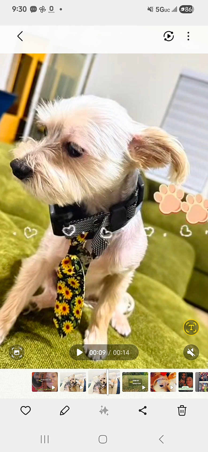 Smokie is registered to the contest to win money with this photo: dog, puppy, pet, small_dog, sunflower_tie, neck_collar, couch, green_sofa, indoor, sitting, close_up, profile_view, fur, ears, paws, accessory, heart_sticker, paw_sticker, screenshot_ui, video_playbar
