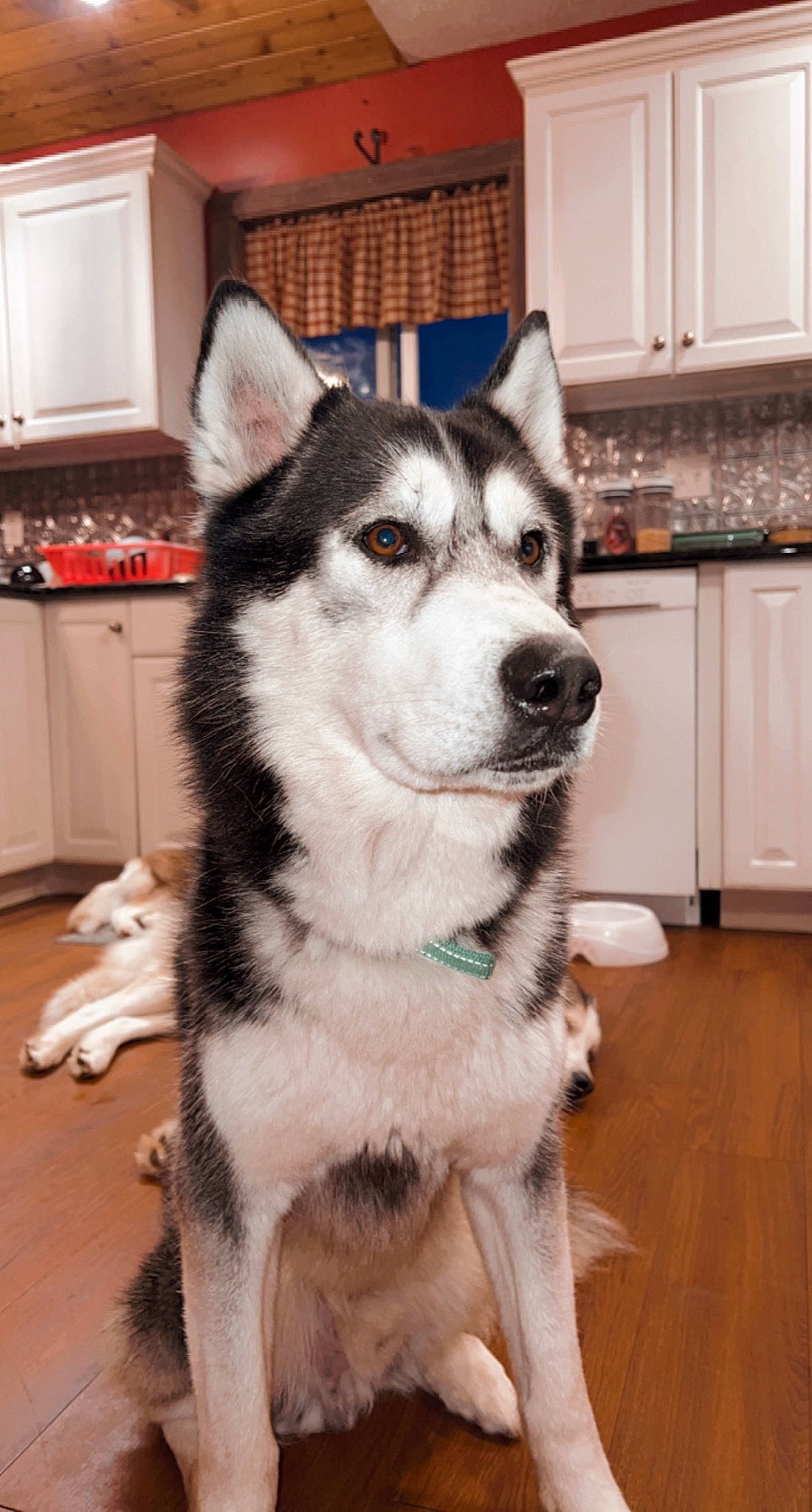 Ace joined the competition — help win amazing prizes! cabinetry, carnivore, companion_dog, cooktop, countertop, dog, dog_breed, fawn, flooring, grey, hardwood, home_appliance, kitchen_appliance, kitchen_stove, sled_dog, snout, stove, whiskers, wood, working_animal