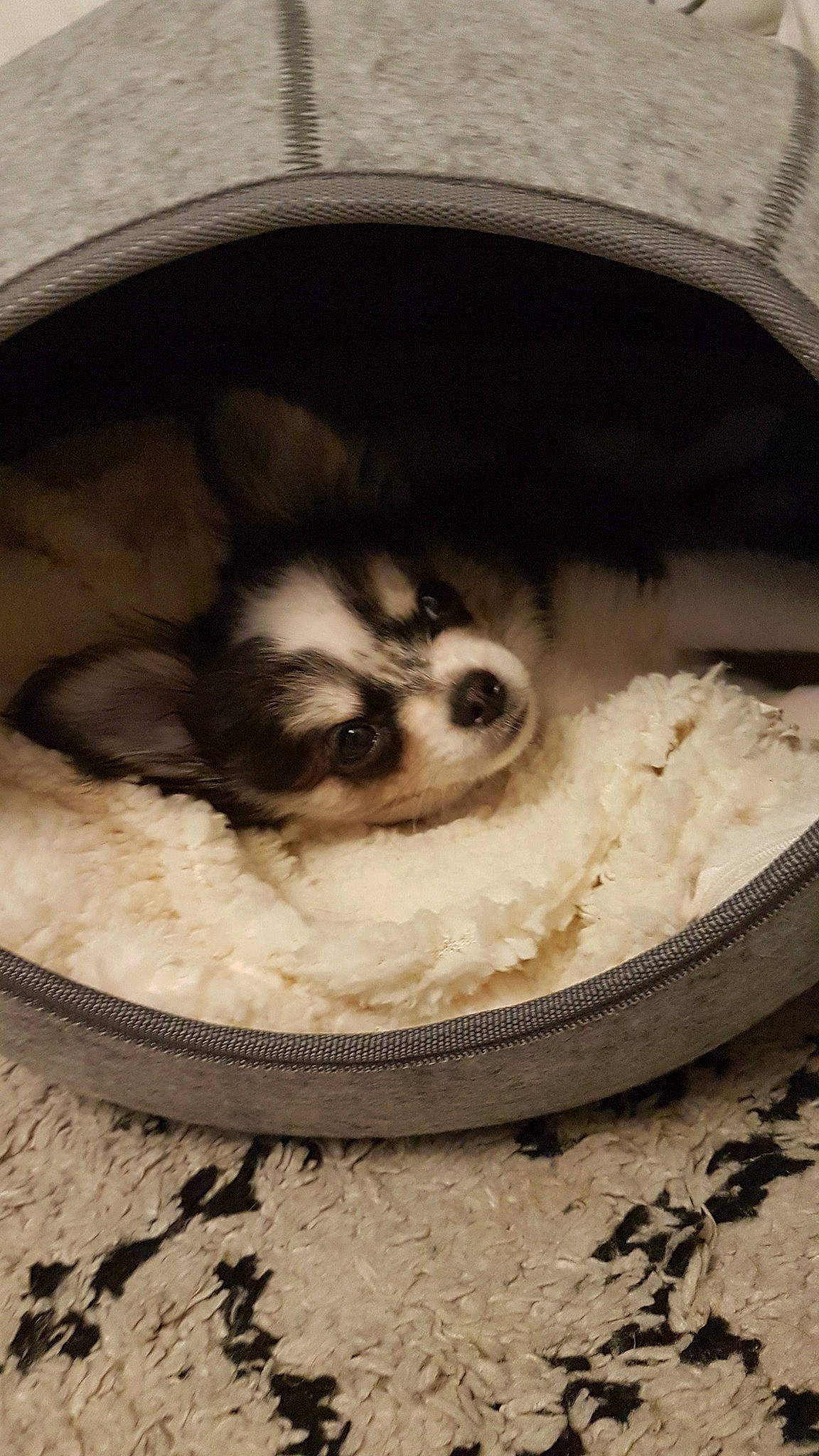 Poopie participe au concours pour gagner de l'argent avec cette photo : alaskan_malamute, canidae, carnivore, companion_dog, dog, dog_breed, fawn, mammal, puppy, shih_tzu, siberian_husky, snout, sporting_group, toy_dog