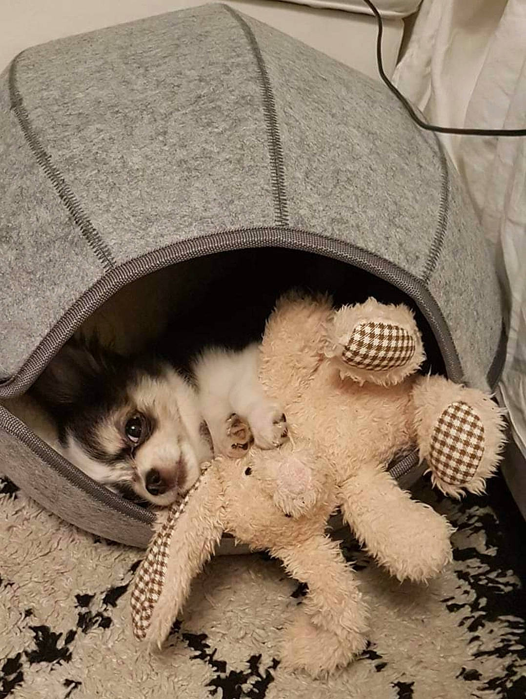 Poopie participe au concours pour gagner de l'argent avec cette photo : canidae, carnivore, companion_dog, dog, dog_breed, dog_clothes, dog_supply, fur, non_sporting_group, paw, puppy, sporting_group