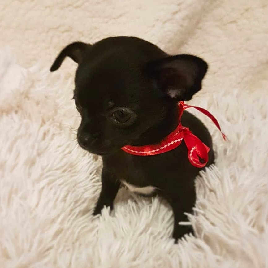 Rio participe au concours pour gagner de l'argent avec cette photo : animal, bostonbull, bulldog, canine, chihuahua, dog, frenchbulldog, pet, pug, puppy, snout