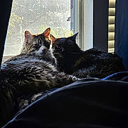 Noodles joined the competition — help win amazing prizes! animal, black_cat, blanket, cat, companion, cozy, curtain, domestic_animal, feline, fur, indoor, natural_light, pets, relaxing, resting, shadow, snuggling, tabby_cat, two_animals, window