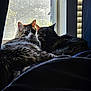 animal, black_cat, blanket, cat, companion, cozy, curtain, domestic_animal, feline, fur, indoor, natural_light, pets, relaxing, resting, shadow, snuggling, tabby_cat, two_animals, window