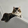 Noodles joined the competition — help win amazing prizes! animal, calm, cat, closeup, cute, ears, eyes, feline, fluffy, indoor, lounging, minimalist, pet, portrait, relaxed, tabby, texture, whiskers, white_paws, white_wall