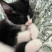 Oreo joined the competition — help win amazing prizes! kitten, cat, black_and_white, sleeping, paw, whiskers, fur, close_up, blanket, pattern, cozy, cute, pet, animal, indoor, resting, soft, tiny, peaceful, domestic_cat