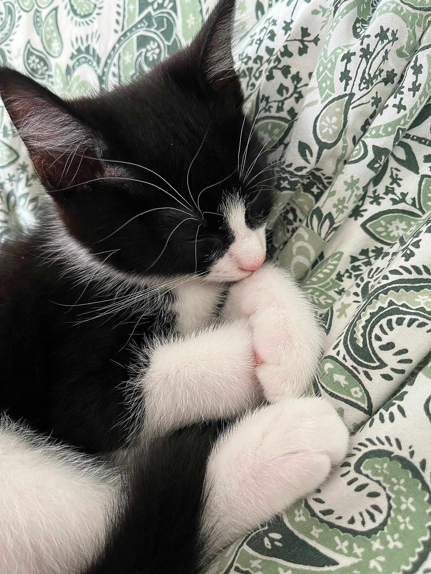 Oreo
