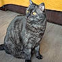 animal, blanket, cat, closeup, curious, domestic_cat, ears, floor, fur, furniture, gray_cat, indoor, pet, portrait, side_view, sitting, tabby, tail, whiskers, yellow_eyes