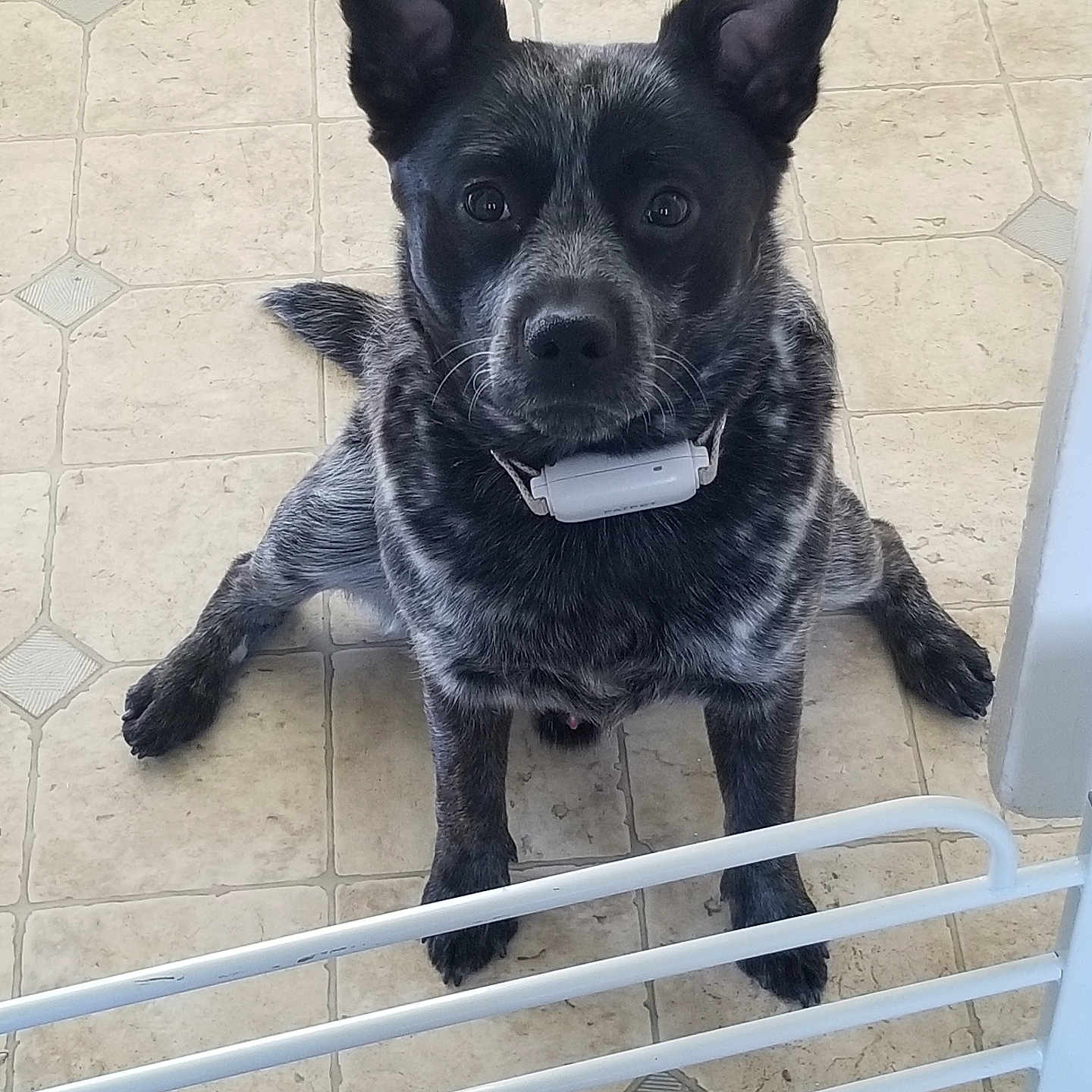 Texas joined the competition — help win amazing prizes! accessories, animal, brick, bulldog, canine, dog, furniture, germanshepherd, handrail, husky, labradorretriever, leash, path, pet, policedog, puppy, railing, strap, walkway, wood