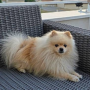 Ricco a rejoint le concours — aidez-le/la à gagner de superbes lots ! dog, pomeranian, fluffy, chair, wicker, outdoor, balcony, pet, animal, furniture, relaxing, suburban, sky, evening, nature, house, railing, fur, cute, small_dog