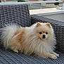 dog, pomeranian, fluffy, chair, wicker, outdoor, balcony, pet, animal, furniture, relaxing, suburban, sky, evening, nature, house, railing, fur, cute, small_dog