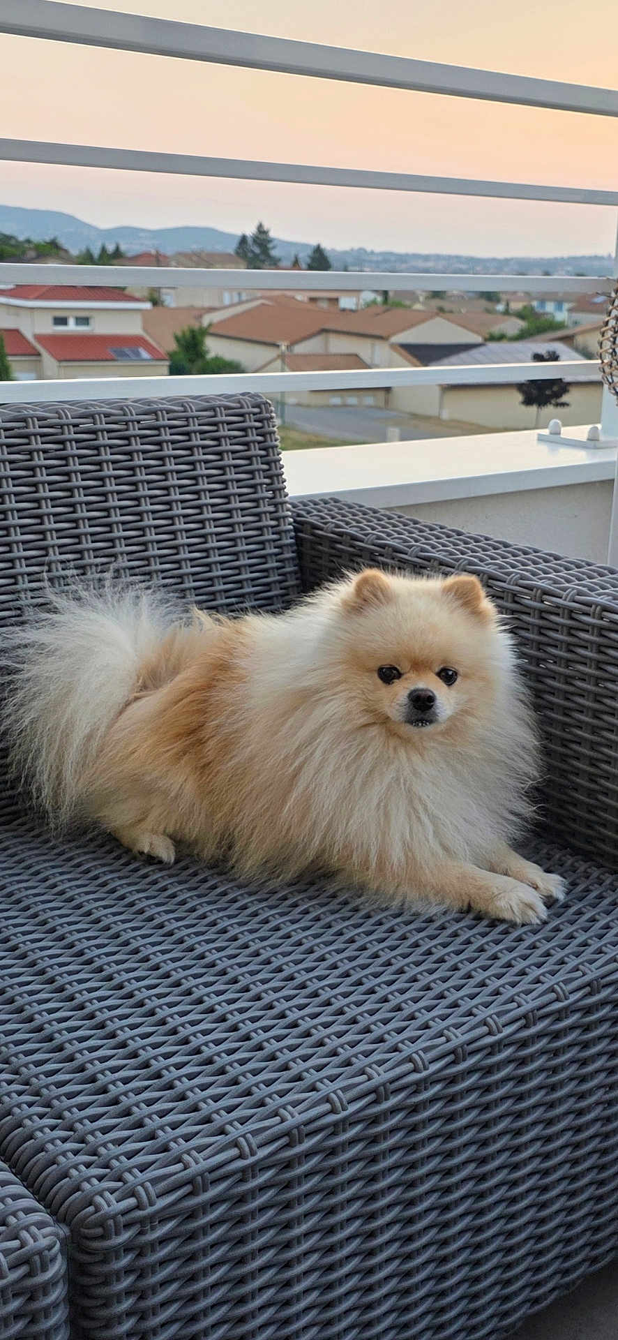 Ricco
