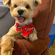 Kirby joined the competition — help win amazing prizes! dog, small_dog, fluffy_fur, bandana, red_bandana, happy_dog, panting, indoor, chair, brown_chair, pet, cute, animal, tongue_out, fur, domestic_animal, companion, smiling, close_up, cozy
