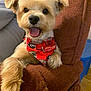 dog, small_dog, fluffy_fur, bandana, red_bandana, happy_dog, panting, indoor, chair, brown_chair, pet, cute, animal, tongue_out, fur, domestic_animal, companion, smiling, close_up, cozy