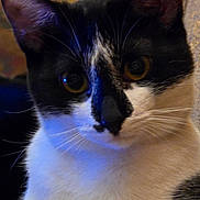 Allie joined the competition — help win amazing prizes! black_fur, cat, close_shot, close_up, curious, ears, eyes, face, fur, gaze, indoor, mammal, nose, pet, portrait, sitting, soft_texture, tuxedo_cat, whiskers, white_fur