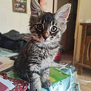 Arya participe au concours pour gagner de l'argent avec cette photo : kitten, cat, indoor, table, book, furniture, curious, pet, young, ears, whiskers, eyes, fur, domestic_animal, cozy, home, portrait, sitting, looking, animal