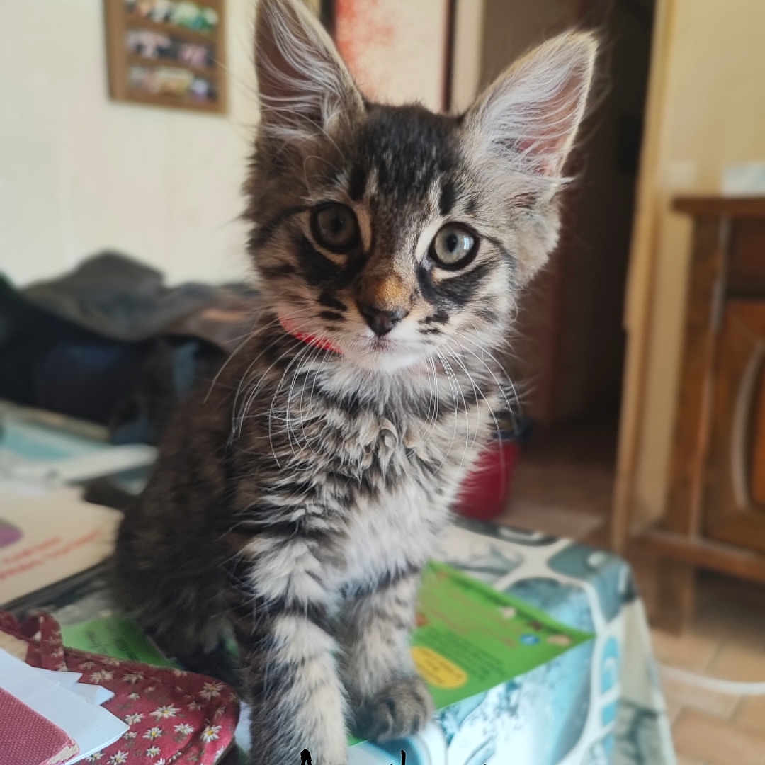 Arya