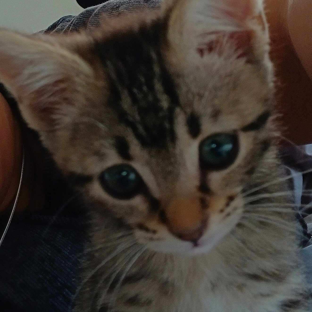 Nova is registered to the contest to win money with this photo: kitten, cat, close_up, tabby, young, pet, whiskers, ears, fur, eyes, indoor, person, blur, cute, animal, mammal, domestic, face, feline, portrait