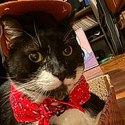 Ollie joined the competition — help win amazing prizes! animal, black_and_white, cardboard_box, cat, close_up, costume, cowboy_hat, cute, domestic_cat, floor, furniture, indoor, pet, portrait, red_bandana, relaxed, shelf, tuxedo_cat, whiskers, yellow_eyes