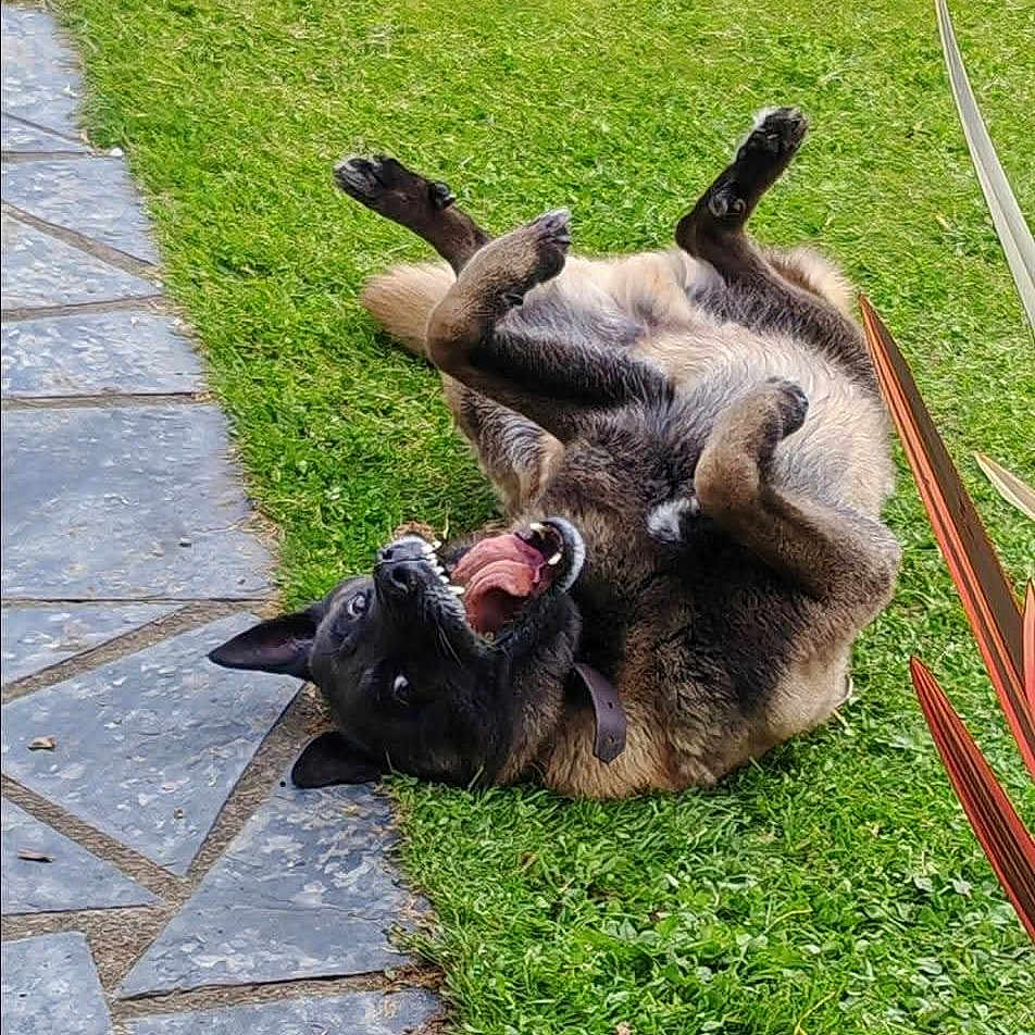 Lag participe au concours pour gagner de l'argent avec cette photo : animal, canine, collar, daylight, dog, ears, fur, grass, greenery, happy, nature, outdoor, paws, pet, playful, rolling, smile, stone_path, summer, tongue_out