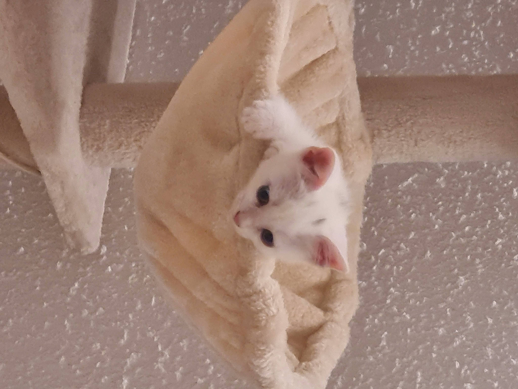 Emi participe au concours pour gagner de l'argent avec cette photo : carnivore, cat, comfort, dog_breed, domestic_short_haired_cat, eye, fawn, felidae, flooring, foot, fur, hardwood, nail, paw, small_to_medium_sized_cats, snout, tail, toe, whiskers, wood