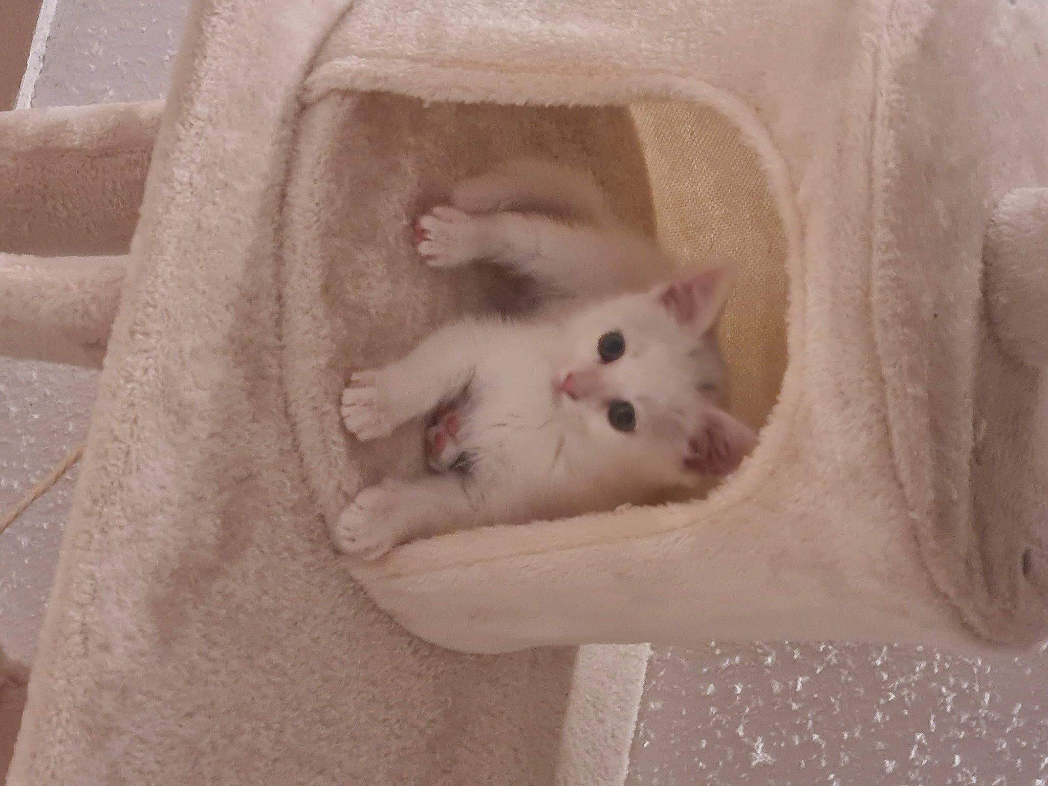 Emi participe au concours pour gagner de l'argent avec cette photo : canidae, carnivore, cat, comfort, domestic_short_haired_cat, fawn, felidae, fur, paw, small_to_medium_sized_cats, snout, tail, terrestrial_animal, whiskers