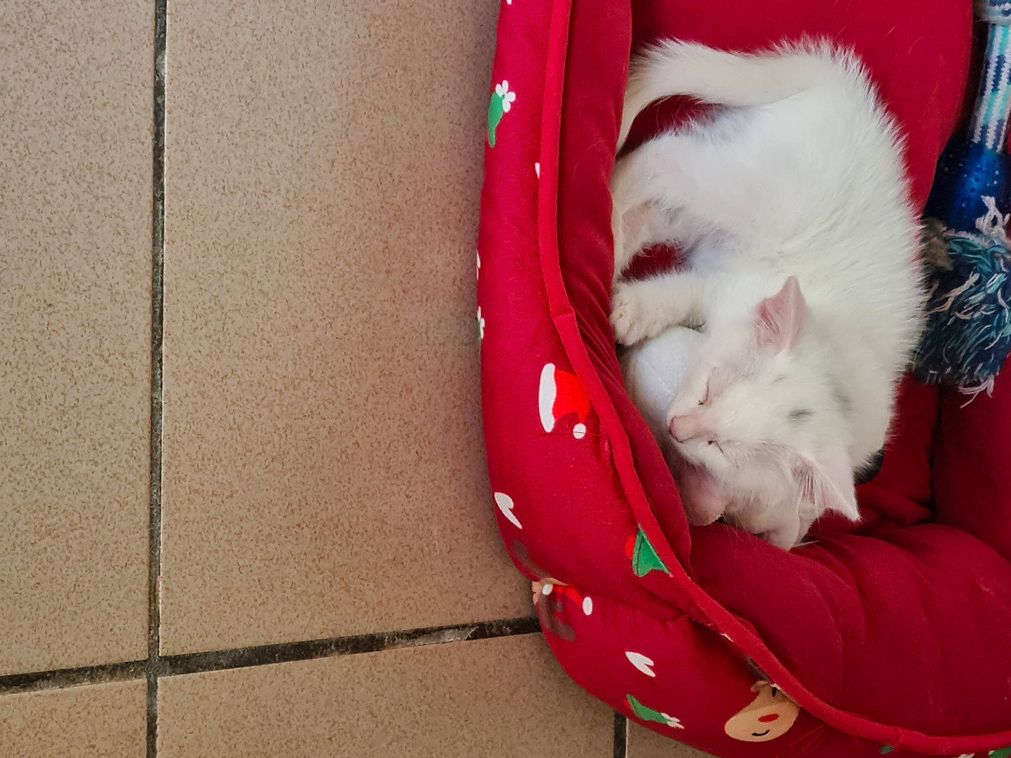 Emi a rejoint le concours — aidez-le/la à gagner de superbes lots ! carnivore, cat, comfort, companion_dog, dog_breed, fawn, felidae, flooring, foot, fur, hardwood, holiday, lap, leg, paw, small_to_medium_sized_cats, sporting_group, tail, whiskers, wood