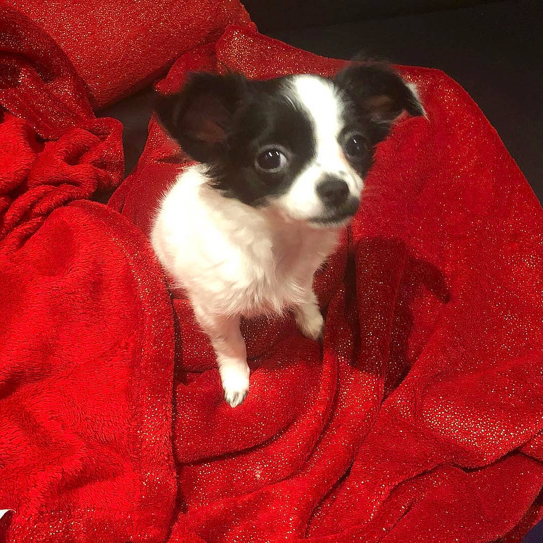 Chanel participe au concours pour gagner de l'argent avec cette photo : canidae, carnivore, companion_dog, dog, dog_breed, mammal, phalene, puppy, sporting_group, toy_dog, vertebrate