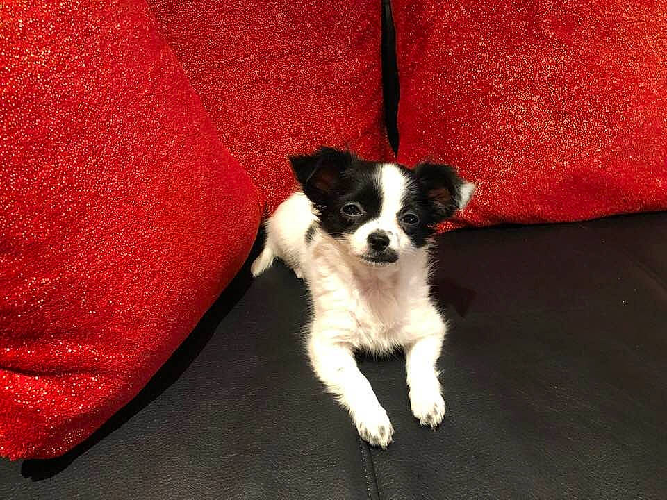 Chanel participe au concours pour gagner de l'argent avec cette photo : border_collie, canidae, carnivore, companion_dog, danish_swedish_farmdog, dog, dog_breed, mammal, puppy, rare_breed_dog, smooth_fox_terrier, sporting_group, vertebrate