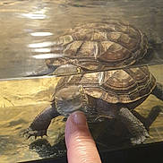 Maëlle participe au concours pour gagner de l'argent avec cette photo : common_snapping_turtle, geoemydidae, hand, kinosternidae, map_turtle, pond_turtle, red_eared_slider, reptile, terrapin, tortoise, turtle