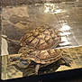 Maëlle participe au concours pour gagner de l'argent avec cette photo : box_turtle, common_snapping_turtle, geoemydidae, kinosternidae, pond_turtle, reptile, terrapin, tortoise, turtle
