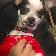 Aldo joined the competition — help win amazing prizes! dog, small_dog, chihuahua, pet, red_sweater, hand, indoor, cozy, cute, animal, black_and_white, collar, close_up, smiling, face, ears, fur, domestic_animal, portrait, holding