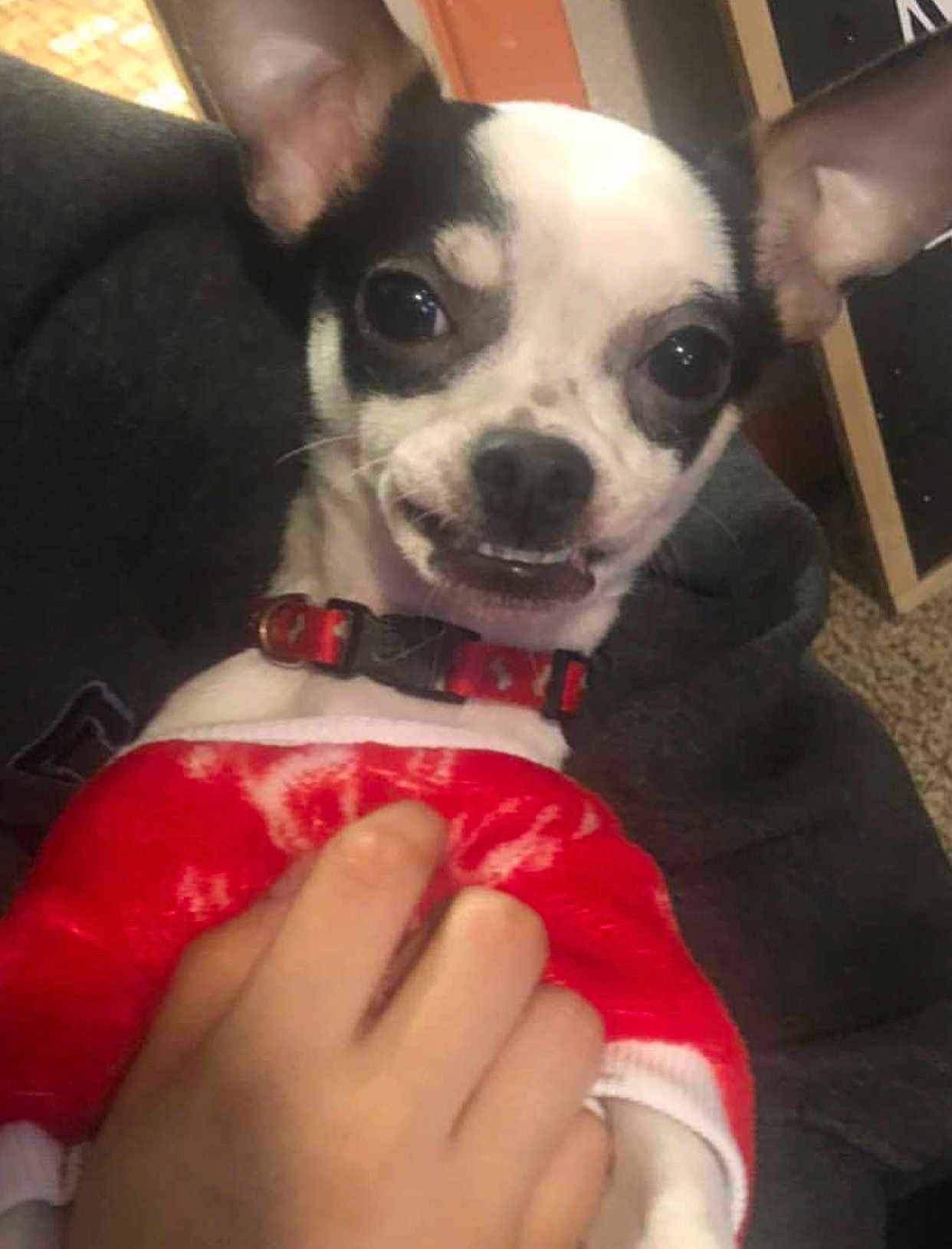 Aldo joined the competition — help win amazing prizes! dog, small_dog, chihuahua, pet, red_sweater, hand, indoor, cozy, cute, animal, black_and_white, collar, close_up, smiling, face, ears, fur, domestic_animal, portrait, holding