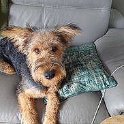 Archie is registered to the contest to win money with this photo: dog, pet, couch, pillow, fur, ears, leather, indoor, wood_floor, looking_up, brown, black, snout, eyes, relaxed, companion, animal, home, resting, cozy