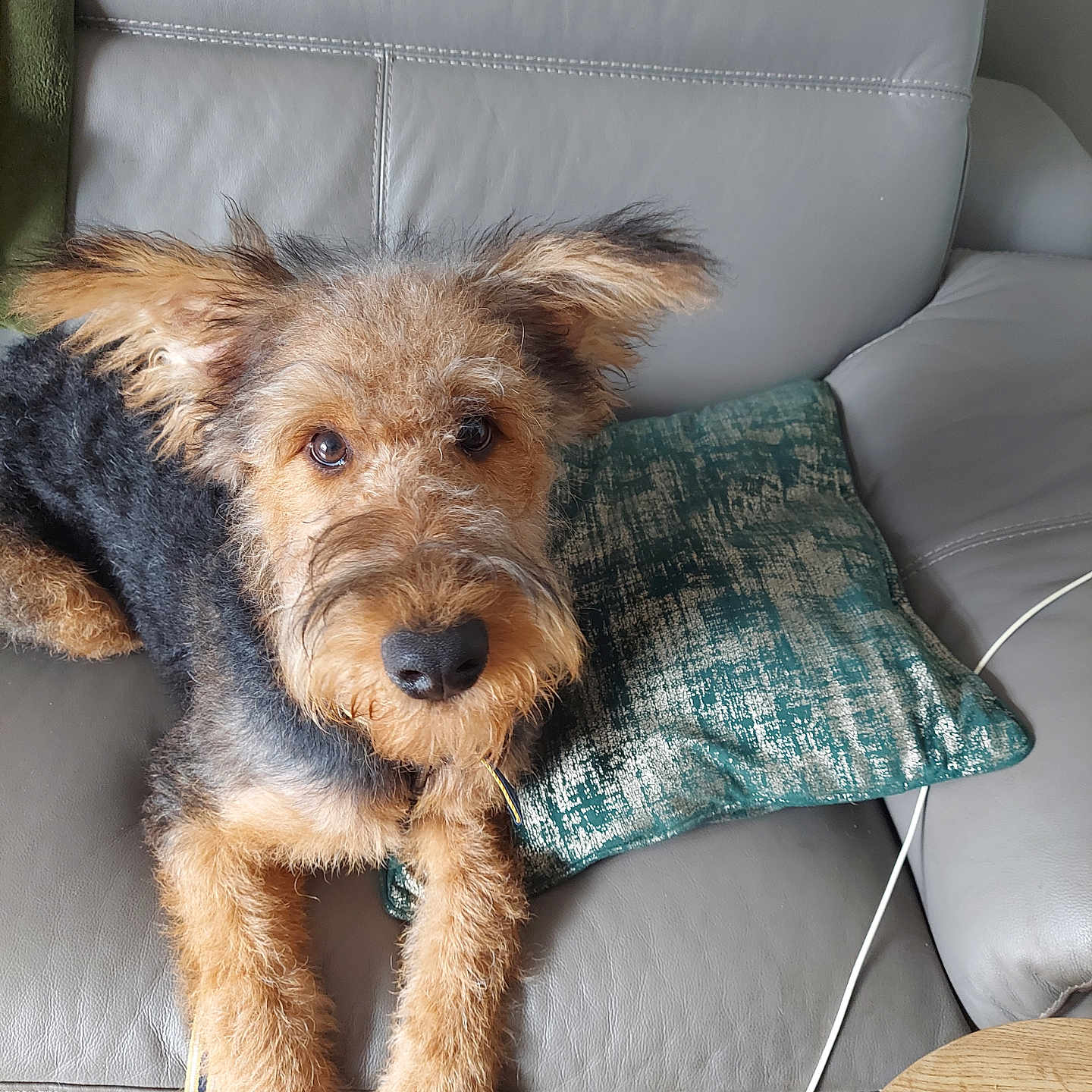 Archie is registered to the contest to win money with this photo: animal, black, brown, companion, couch, cozy, dog, ears, eyes, fur, home, indoor, leather, looking_up, pet, pillow, relaxed, resting, snout, wood_floor