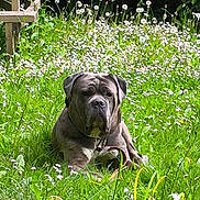Nash a rejoint le concours — aidez-le/la à gagner de superbes lots ! dog, outdoor, grass, wildflowers, bench, greenery, nature, canine, pet, garden, leafy_bushes, relaxed, summer, animal, mammal, flora, resting, daylight, park, peaceful